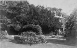 The rear garden of the Walnut Trees, prior to the removal of the Yew Trees, roughly 1910