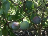 August 2017 - Greengages