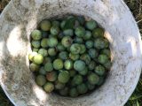 August 2017 - Greengage crop