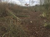 2018 Hazel Coppicing