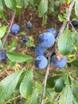 2018 - Blackthorn Sloes