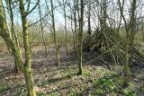 March 2022 Coppiced hazel den
