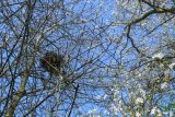 March 2022 - Squirrel Drey