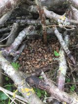 2022 -  Meridian Wood nut store
